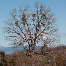 Attēlu rezultāti vaicājumam “Viscum album leaf”
