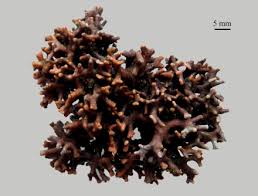 Attēlu rezultāti vaicājumam “Ceramium sp.”