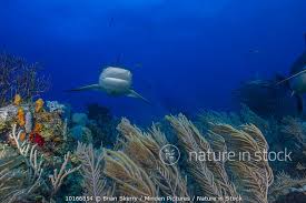 Image result for Carcharhinus perezii