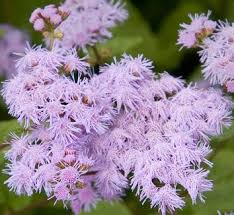 Attēlu rezultāti vaicājumam “Didymium aggregatum”