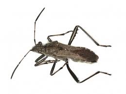 Attēlu rezultāti vaicājumam “Alydus calcaratus”