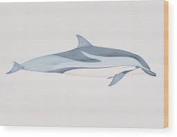 Image result for Stenella coeruleoalba