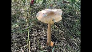 Attēlu rezultāti vaicājumam “Amanita crocea”
