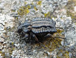 Image result for Brachycerus undatus