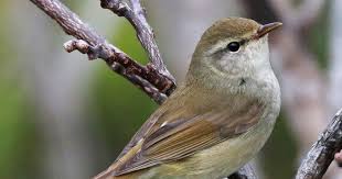 Image result for Bushiki Kwai