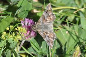Attēlu rezultāti vaicājumam “Carcharodus floccifera upperside”