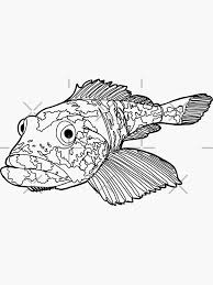 Image result for Ophiodon elongatus