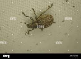 Attēlu rezultāti vaicājumam “Philopedon plagiatum”