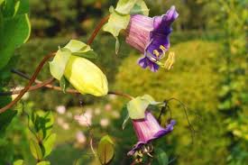 Image result for Glockenrebe