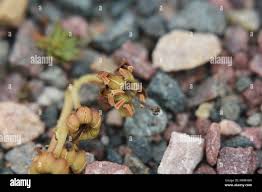 Attēlu rezultāti vaicājumam “Orthilia secunda fruit”