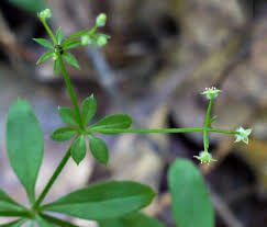 Attēlu rezultāti vaicājumam “Galium triflorum fruit”