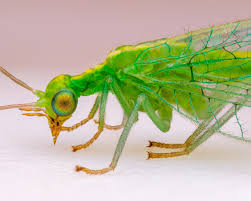 Attēlu rezultāti vaicājumam “Chrysopidae imago”