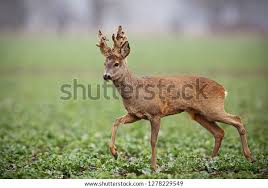 Attēlu rezultāti vaicājumam “Capreolus capreolus”