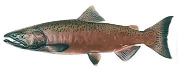 Image result for Oncorhynchus tshawytscha