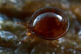 Attēlu rezultāti vaicājumam “Mesostigmata”