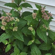 Attēlu rezultāti vaicājumam “Cnidium dubium leaf”