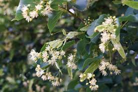 Attēlu rezultāti vaicājumam “Tilia cordata flower”
