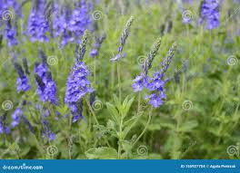 Attēlu rezultāti vaicājumam “Veronica austriaca subsp. teucrium bud”