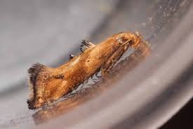 Attēlu rezultāti vaicājumam “Epermenia falciformis”