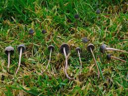 Attēlu rezultāti vaicājumam “Enteridium olivaceum macro”