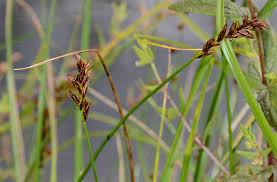 Attēlu rezultāti vaicājumam “Blysmus compressus”