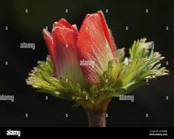 Attēlu rezultāti vaicājumam “Anemone ranunculoides bud”