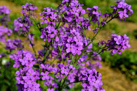 Image result for Hesperis matronalis