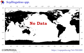 Image result for Scylliogaleus quecketti