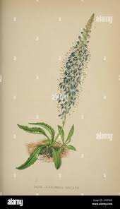 Attēlu rezultāti vaicājumam “Veronica spicata leaf”