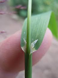 Attēlu rezultāti vaicājumam “Cinna latifolia leaf”