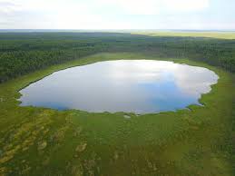 Attēlu rezultāti vaicājumam “Harpanthus flotovianus cells”