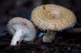 Attēlu rezultāti vaicājumam “Tilachlidium brachiatum”