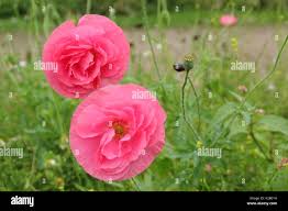 Image result for Papaver rhoeas 'Shirley'
