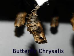 Attēlu rezultāti vaicājumam “cocoon”