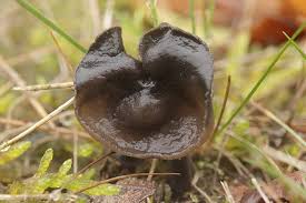 Attēlu rezultāti vaicājumam “Helvella atra”