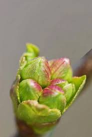 Attēlu rezultāti vaicājumam “Cerasus bud”