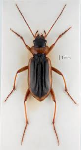 Attēlu rezultāti vaicājumam “Nebria livida”