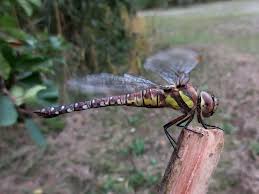 Attēlu rezultāti vaicājumam “Aeshna mixta”