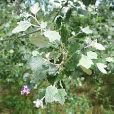 Attēlu rezultāti vaicājumam “Populus alba Nivea”