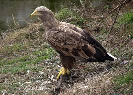 Image result for Haliaeetus albicilla