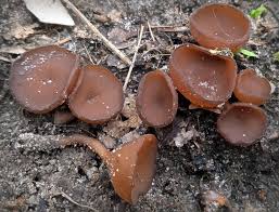 Attēlu rezultāti vaicājumam “Dumontinia tuberosa”