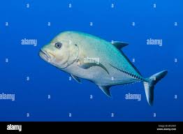 Image result for Caranx lugubris