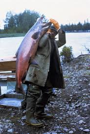 Image result for Oncorhynchus tshawytscha