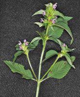 Attēlu rezultāti vaicājumam “Galeopsis bifida”