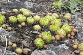 Attēlu rezultāti vaicājumam “Jovibarba globifera flower”