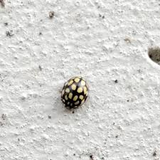 Attēlu rezultāti vaicājumam “Sospita vigintiguttata”