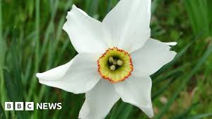 Attēlu rezultāti vaicājumam “Narcissus poeticus”