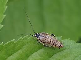 Attēlu rezultāti vaicājumam “Ectobius sylvestris”