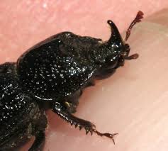 Attēlu rezultāti vaicājumam “Sinodendron cylindricum male”