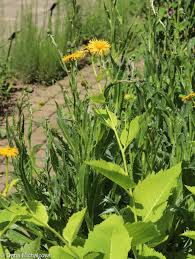 Image result for Telekia speciosa